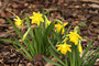 Gelbe Narzisse (Narcissus pseudonarcissus); Narcissus pseudonarcissus (Engl.)