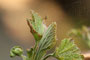 Krabbensprinne an roter Johannisbeere (Ribes); Redcurrant (Engl.)