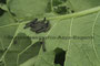 Raupen vom gr.Kohlweißling (Pieris brassicae); Large White, Pieris brassicae oder Cabbage Butterfly, Cabbage White (Engl.)