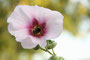 Gewöhnliche Stockrose (Alcea rosea); Alcea rosea (Engl.)