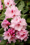 Rhododendren (Rhododendron); Rhododendron (Engl.)