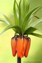 Kaiserkrone (Fritillaria imperialis); Crown imperial or Kaiser's crown (Engl.)