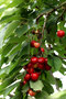 Kirschen (Prunus avium); Cherry (Engl.)
