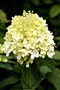 Rispen-Hortensie (Hydrangea paniculata), Hydrangea (Engl.)