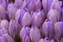 Krokus (Crocus); Crocus (Engl.)