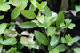 Petersilie glatt (Petroselinum crispum); Parsley (Engl.)