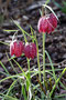 Schachbrettblume (Fritillaria meleagris); Fritillaria meleagris (Engl.)