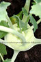 weißer Kohlrabi (Brassica oleracea var. gongylodes); Kohlrabi (Engl.)