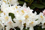 Rhododendren (Rhododendron); Rhododendron (Engl.)