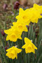 Gelbe Narzisse (Narcissus pseudonarcissus); Narcissus pseudonarcissus (Engl.)