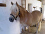 Mira, unsre Haflinger-Stute