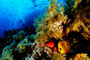 12.-19.5.2011 Südtour auf MY Sea Friend