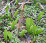 絶滅危ぐ植物トネハナヤスリとヨシの芽生え