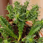 Euphorbia  submammillaris fa. pfersdorfii