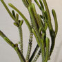 Crassula lycopodioides f. variegata