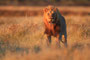 NAMIBIA ETOSHA EPUPA - DESERT OFFROAD ADVENTURE