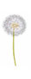 Pusteblume