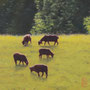 2625_480_counted_oil_mdf_17x17