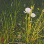 2126_528_floral_oil_mdf_17x17