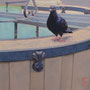 3925_492_cooing_oil_mdf_17x17
