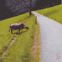1625_467_midday_oil_mdf_17x17