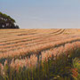 3123_379_fertile_oil_mdf_17x17