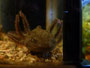 Rest in Peace kleine Pellina
