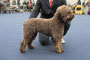 Emy lagotto romagnolo