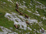 Steingeißen und Jungtiere im südseitigen steilen Gras- und Schrofengebiet unter und südöstlich der Holenke.