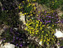 Steingarten mit gelbem Lerchensporn und Kölme am Weg zum  Almkogel