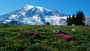 Rote Blumenpolster und der Mount Rainier