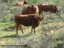 Típica vaca de Casta Navarra.