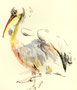 Pelikan