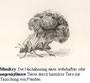 27.09.2008 *Geschichten aus dem Tierreich: Die Broccoliwespe*