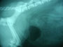前立腺肥大。膀胱は１５ｍｌの空気造影しました。尿が絞りきらないとのこと。この後、去勢しました。