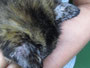子猫の耳にできた皮膚病。最初は疥癬ダニだとしてアイボメックを注射しましたが反応なし。