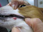 ときどき診察します若い犬の顔にできる皮膚組織球腫。ステロイド軟こうを塗ってみたら治癒が遅くなったことがありました。免疫により自然治癒するらしいです。