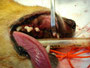 ②口腔鼻腔瘻、歯肉は脆く、縫合するのは難しい。半年後診察したところ、これは閉じていなかった。残念。