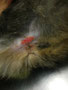 ③猫の肛門腺化膿。辺縁の段差がなくなってきたら、化膿止めの抗生剤や洗浄は不要です。全治2週間。