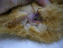 ①猫の肛門腺化膿？残った肛門腺を絞って、生理食塩水で洗浄しなら綿棒で軽くこすります。。