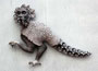 "Großes Vogeltier" ca 30 cm Höhe