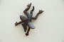 "Kleiner blauer Drache" ca 18 cm Höhe