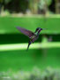 Colibri