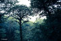 Santa Elena - clouds forest