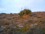 dans les dunes