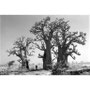 "Baobab-Shooting" Art Bridge Symposion / Mbour, Senegal - Foto: Poppy Wechsberg, 2000