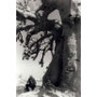 Baobab-Shooting" Art Bridge Symposion / Mbour, Senegal - Foto: Poppy Wechsberg, 2000