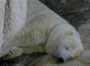 Eisbär / Zoo de la Palmyre Frankreich