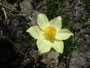 Anemone