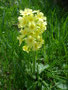 Schlüsselblume